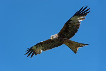 Red Kite (Milvus Milvus)/Red Kite flying through clear blue sky