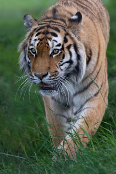 Siberian Tiger (Panthera Tigris Altaica)/Siberian Tiger stalking through long grass