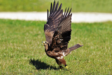 aigle ravisseur