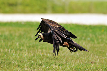 aigle ravisseur