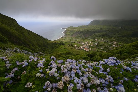 View of Fajãzinha with Hydrangea macrophylla in the foreground, Flores, Azores, Portugal