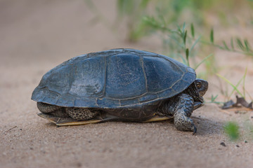 Turtle on the road