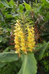 Hedychium gardnerianum (Kahili ginger, Kahila garland-lily, or ginger lily) - Flores island, Azores, Portugal