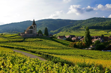 Paysage de vignoble en Alsace.