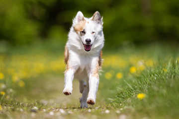 Icelandic Sheepdog outdoors in nature