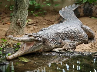 Papier peint photo intissé Tomistoma schlegelii