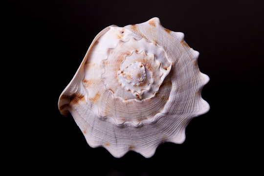 sea shell on black