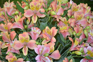 Obraz premium Blumenhintergrund - Inkalilien - rosa gelb pastell - Alstroemeria 