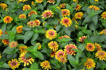 Hintergrund Zinnien