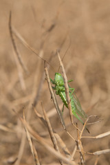 Grashoper in a dry colza field, closeup