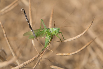 Grashoper in a dry colza field, closeup