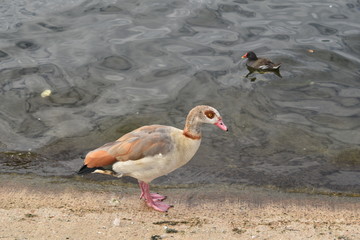 beautiful geese in green park