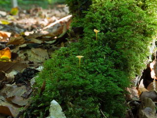 Landschaften im Herbst, Pilze
