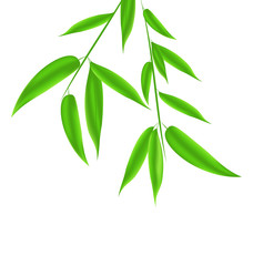 Bamboo leaves pattern with space for your text