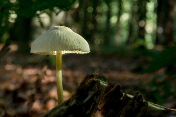 Landschaften im Herbst, Pilze