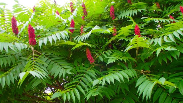 Sumac vinaigrier