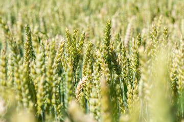 Fototapeta premium Weizen-Feld