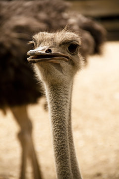 Head of an ostrich in the zoo of Cali
