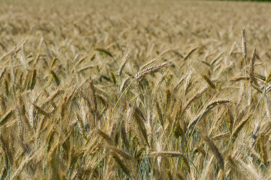 Gersten-Feld