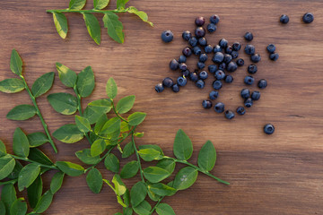 Obraz na płótnie Canvas forest blueberry