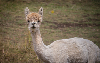 Shorn adult llama