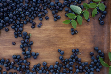 forest blueberry