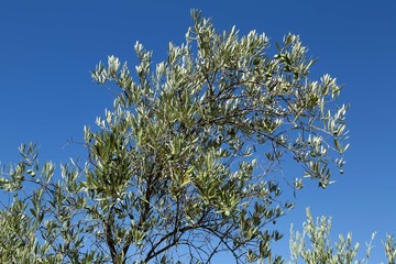 Olive Trees