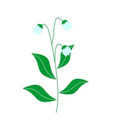 Illustration of lily of the valley