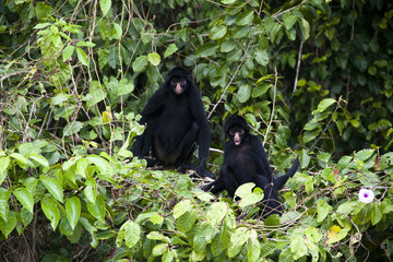 Spider monkeys in the Amazon rain forest
