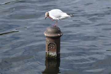 Bird on a post in water, green park