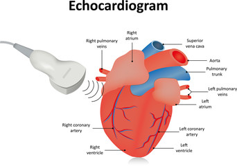 Ultrasound of the Foot