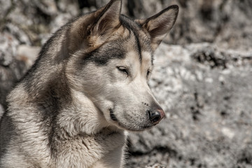 Alaskan Malamute, animal de compañia, mascota