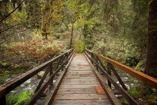 Wooden Bridge over river in Washington National Rainforest