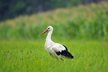 White stork