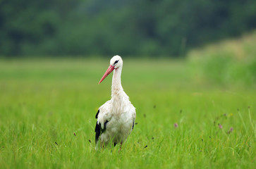 White stork