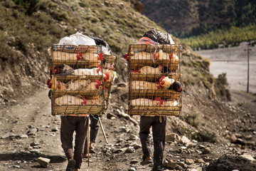 Porters transporting chicken in cages
