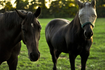 Obraz premium Masked