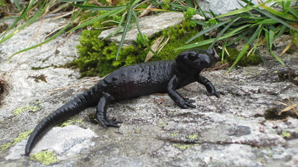 Alpensalamander