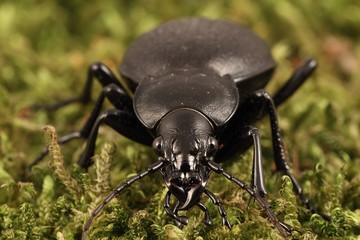 Big black beetle (Carabus coriaceus) on the moss.