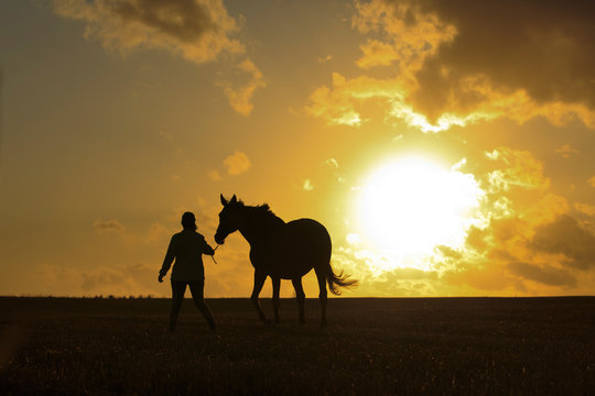 Pferd wird vor Sonnenuntergang geführt