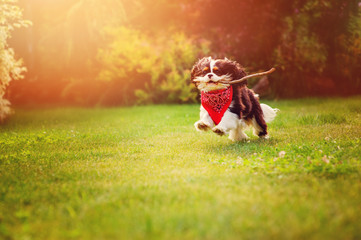 tricolor cavalier king charles spaniel running and playing with stick in summer garden