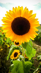 Obraz premium Big sunflower with sunshine