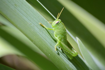 cricket juvénil