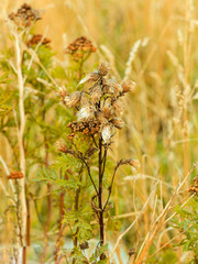 meadow wild flowers on blurred background