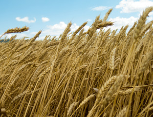 Fototapeta na wymiar Waves of wheat in the wind on blue sky background