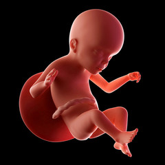 medical accurate illustration of a fetus week 23