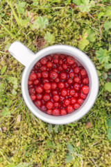 Summer berries red currants on green grass