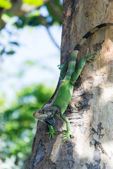 Large green iguana climbing down a thick tree to sunbathe in the Caribbean.