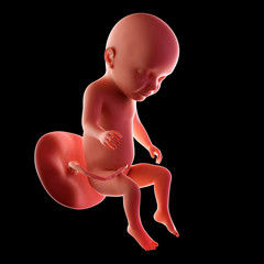 medical accurate illustration of a fetus week  31