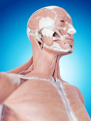 medically accurate illustration of the neck anatomy